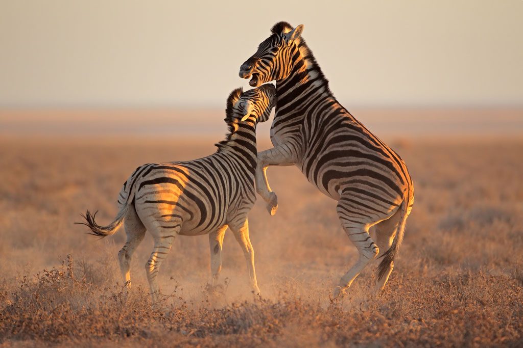 Etosha-Zebra-Stallions-Fighting